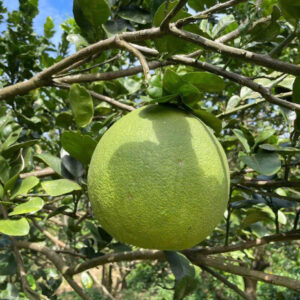 Bưởi da xanh Quế Lâm