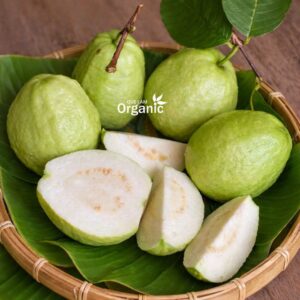 Ổi Quế Lâm