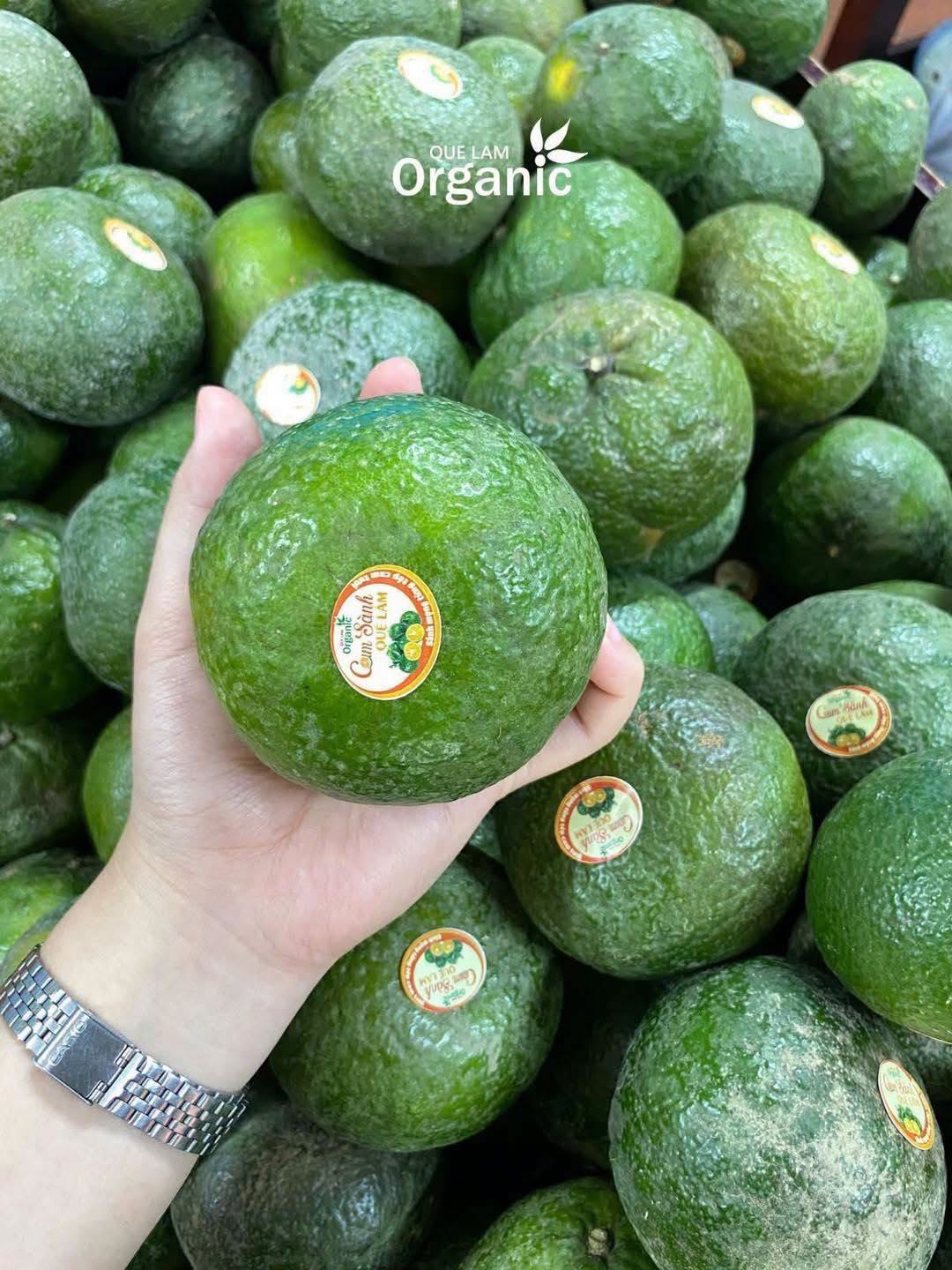 Cam sành Quế Lâm