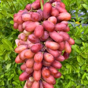 Nho đỏ Hoàng Hậu