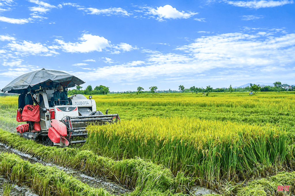 Lúa hữu cơ theo quy trình Quế Lâm mở hướng sản xuất "xanh" tại Hà Tĩnh